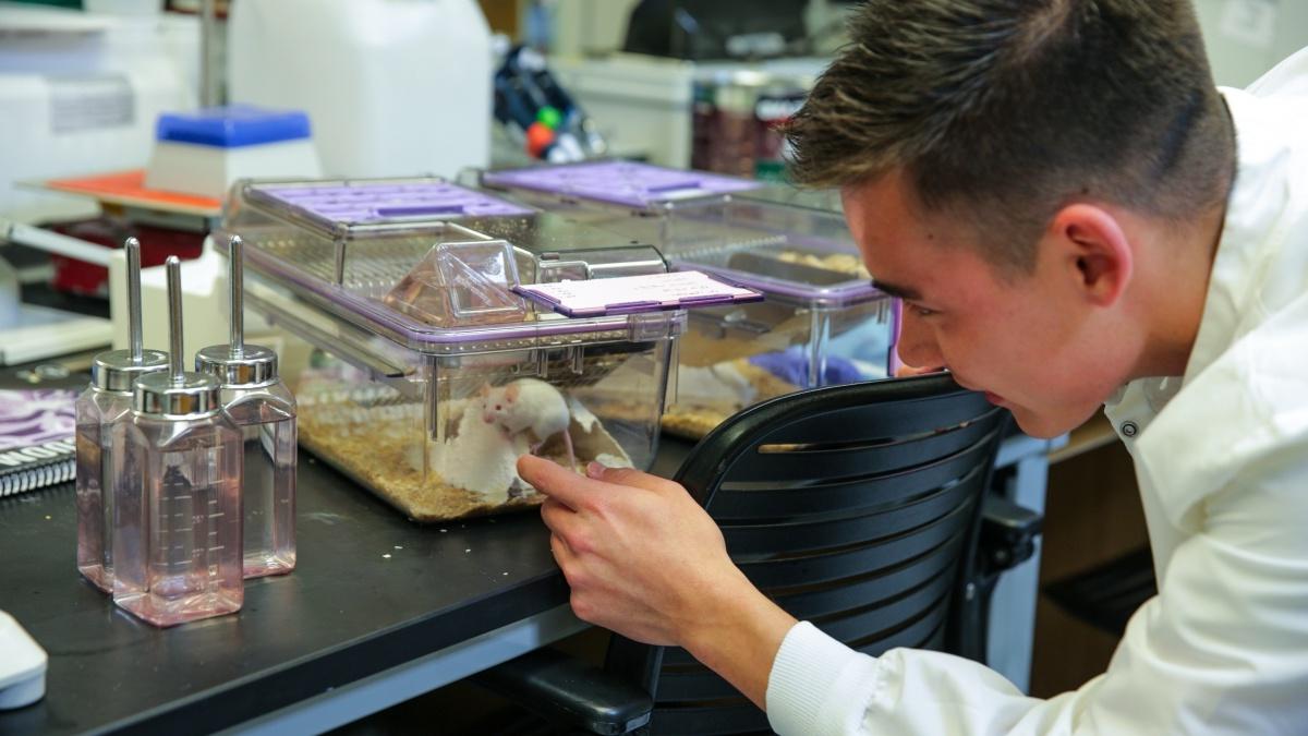 Student checks mice in a lab